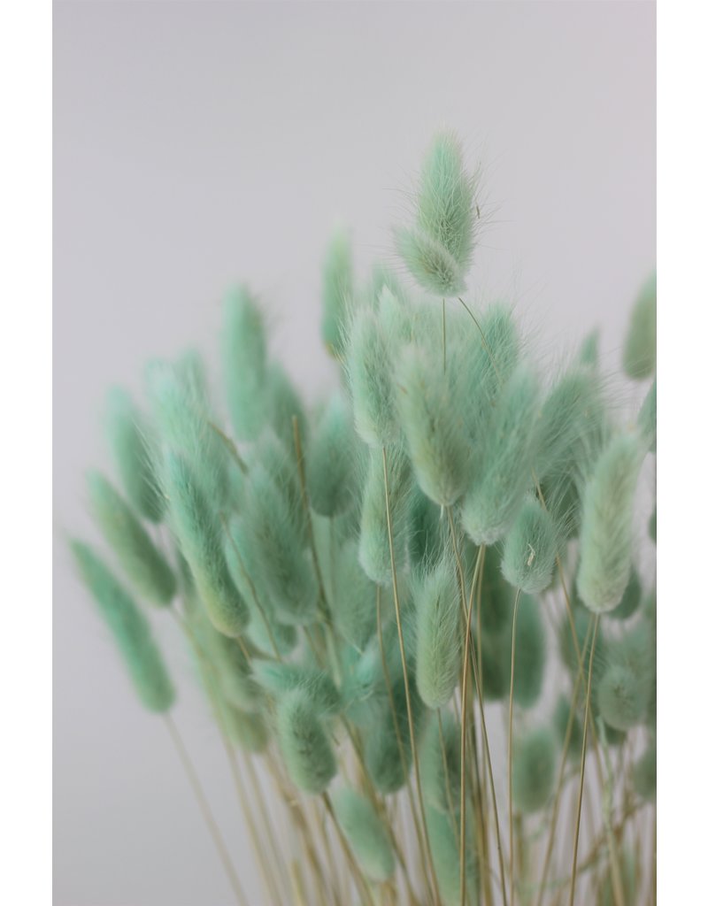 Dried Bunny Tails Lagurus Grass - Mint Green