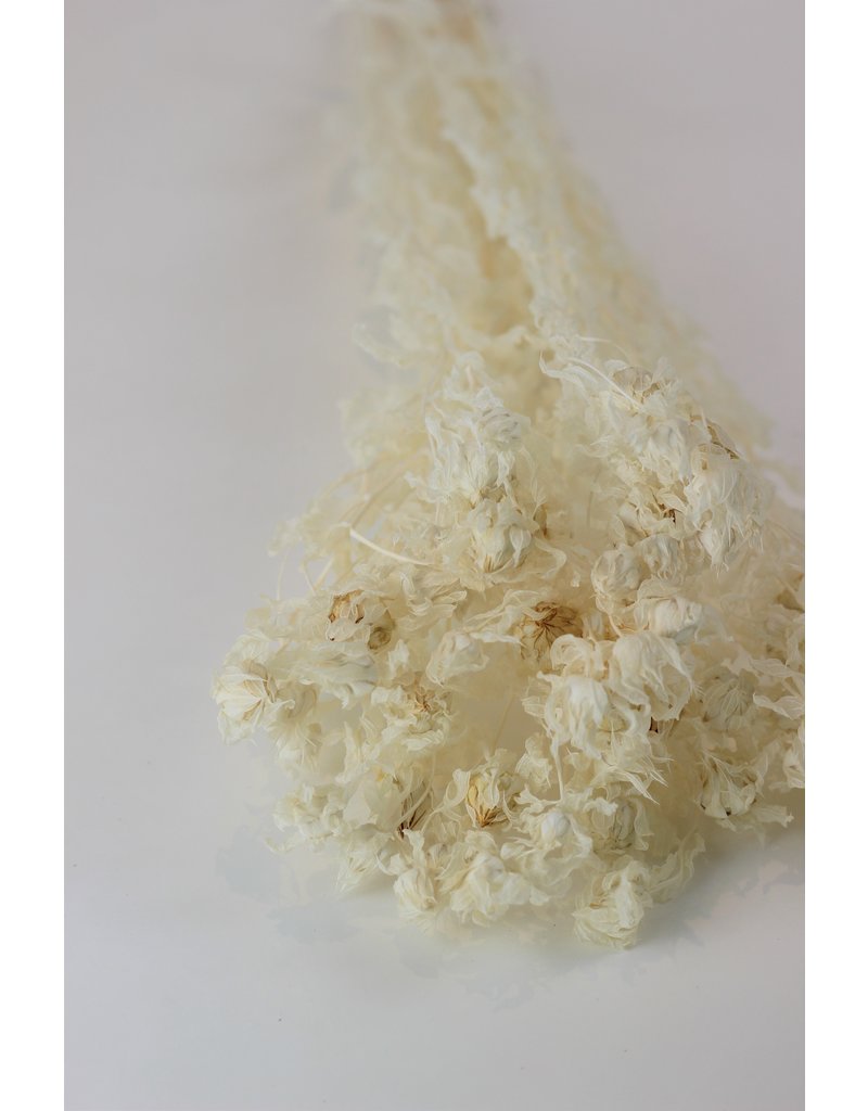 Dried Carthamus - Bleached Bunch in UK