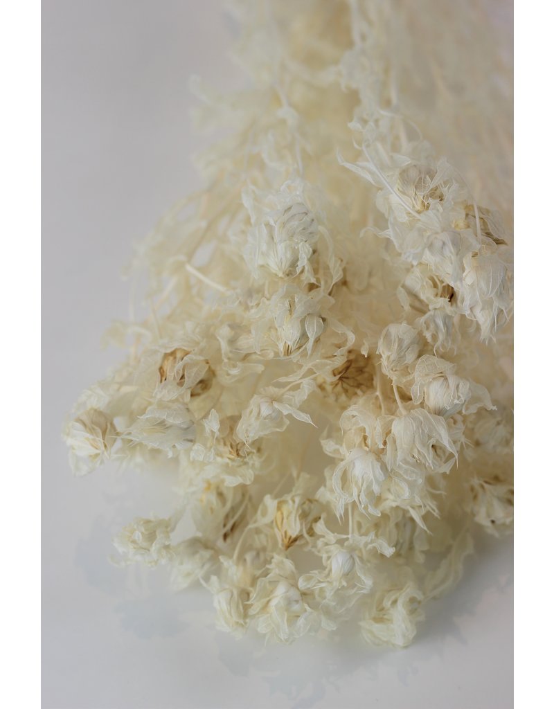 Dried Carthamus - Bleached Bunch, 60 cm