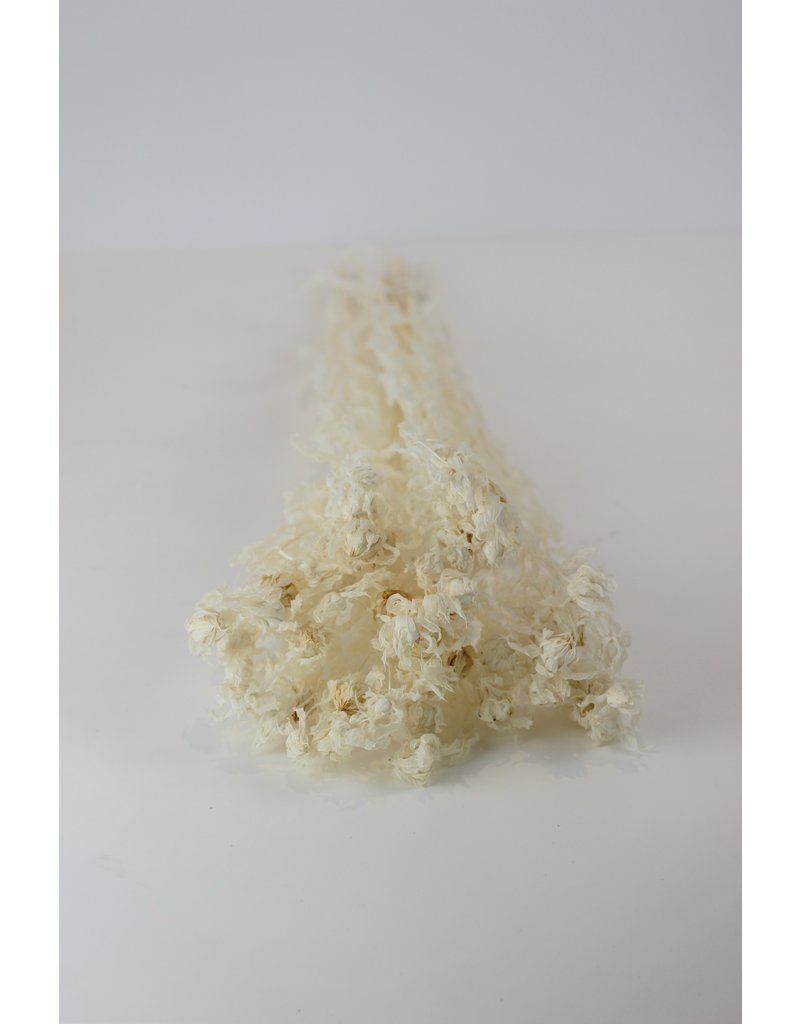 Dried Carthamus - Bleached Bunch, 60 cm