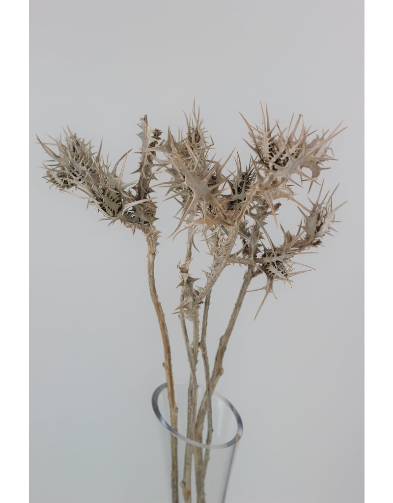 Dried Eryngium Thistle- Grey, 5 Stems, 50 cm