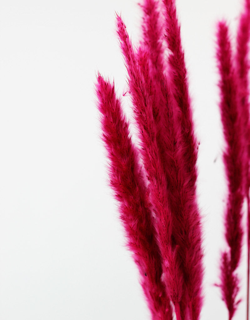 Fluffy Dried Pampas Grass - Cerise Pink, 75 cm