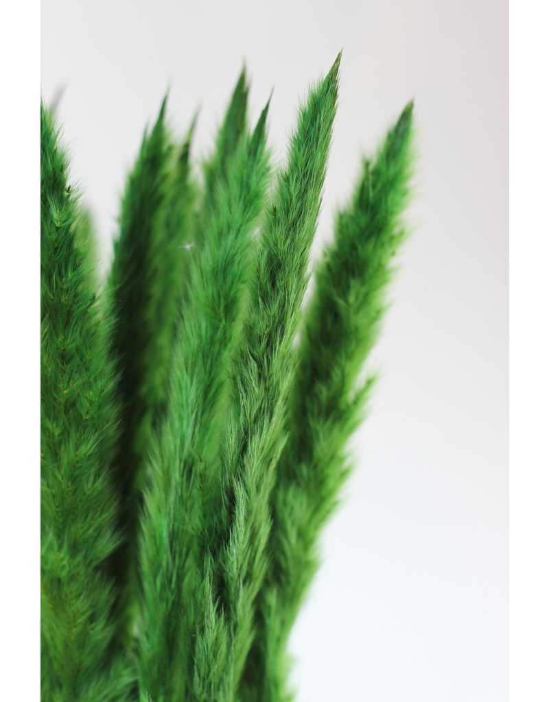 Fluffy Dried Pampas Grass - Dark green, 10 Stems in UK