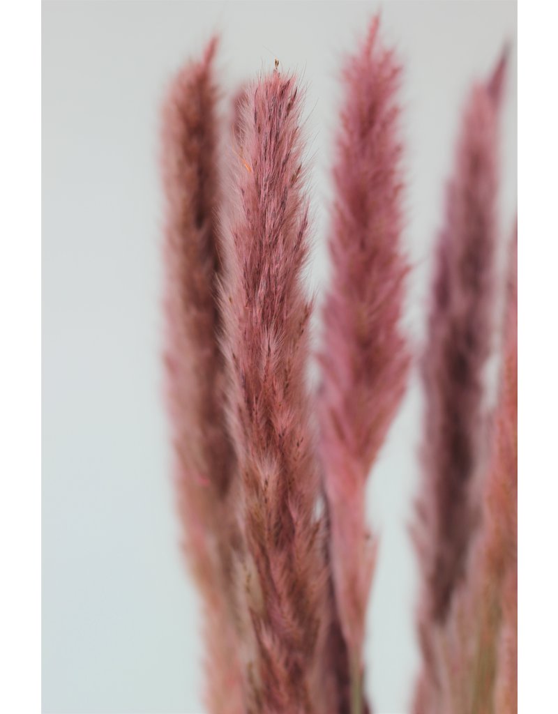 Fluffy Dried Pampas Grass - Dusky Pink, 10 Stems