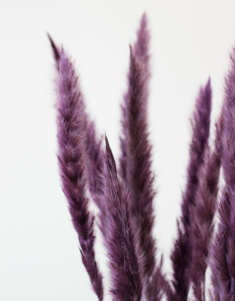 Fluffy Dried Pampas Grass - Lilac, 10 Stems, 75 cm