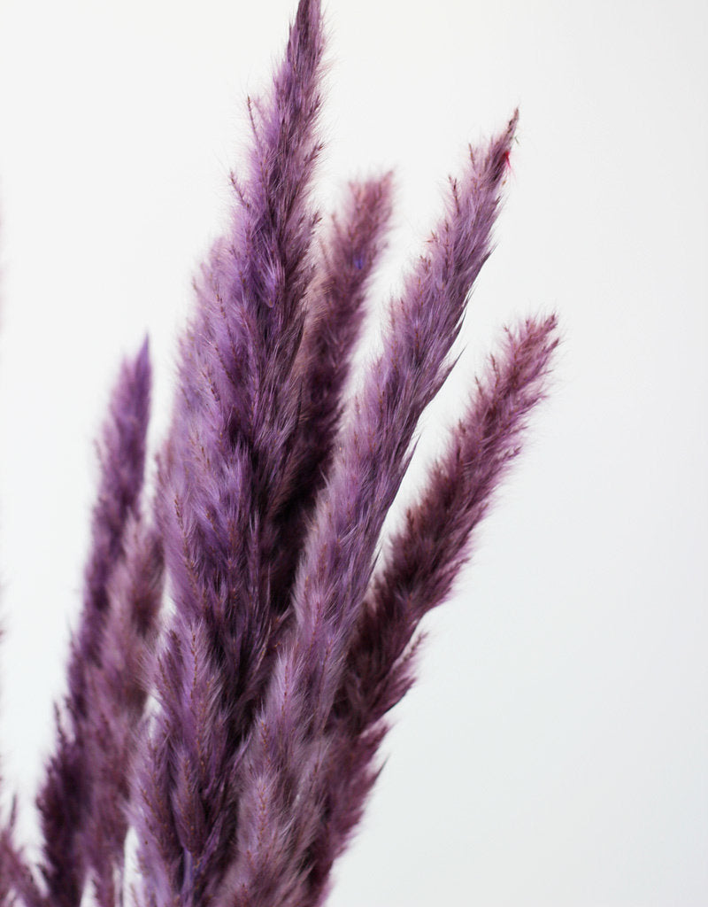 Fluffy Dried Pampas Grass - Lilac, 75 cm