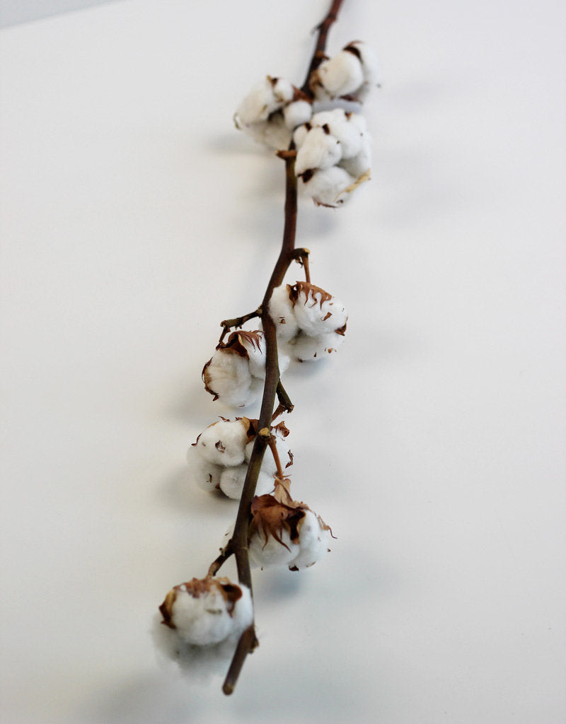Dried Gossypium (Cotton) - Natural, 60 cm