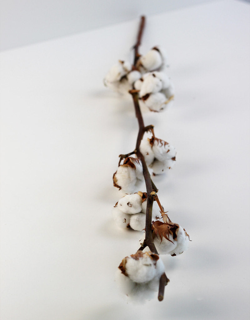 Dried Gossypium (Cotton) - Natural