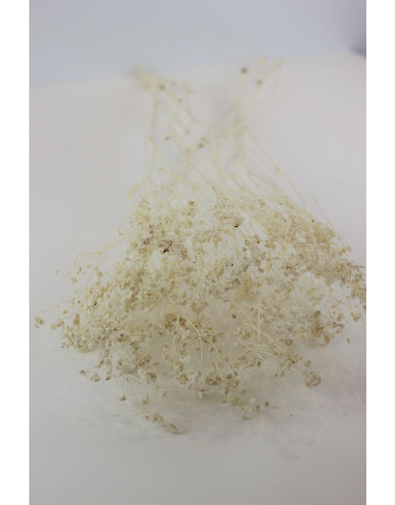 Dried Gypsophila - Bleached Bunch, 5 Stems, 80 cm