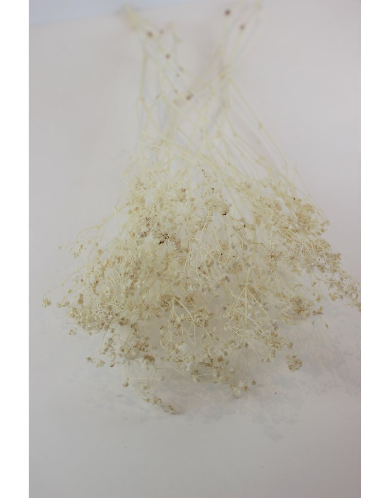 Dried Gypsophila - Bleached Bunch, 5 Stems, 80 cm