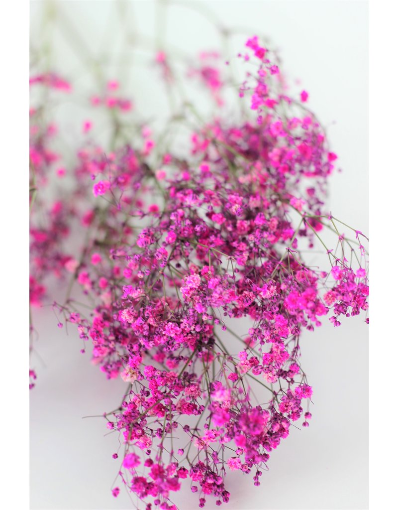 Dried Gypsophila - Cerise Pink, 70 cm