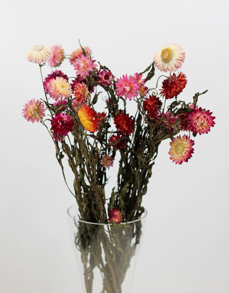 Dried Helichrysum - Mixed Bunch
