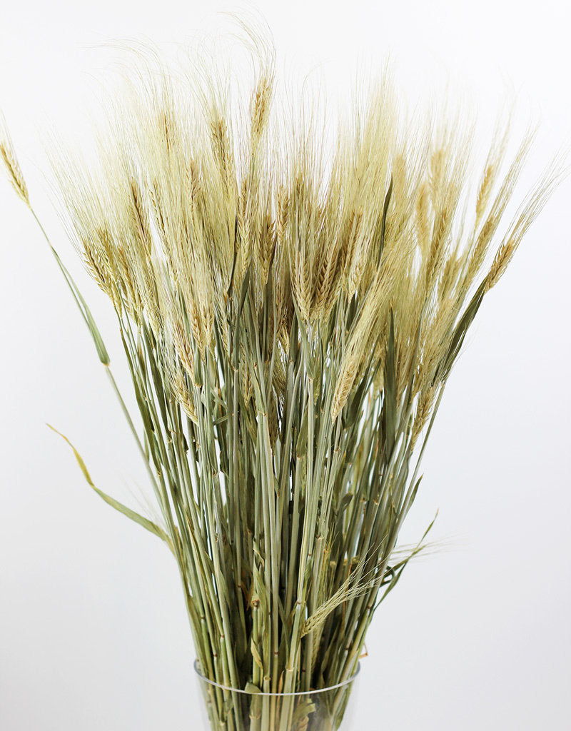 wholesale Dried Hordeum