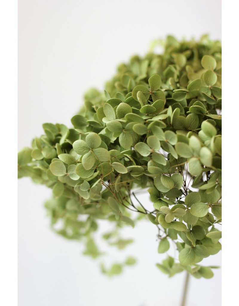 Dried Hydrangeas - Natural Green UK