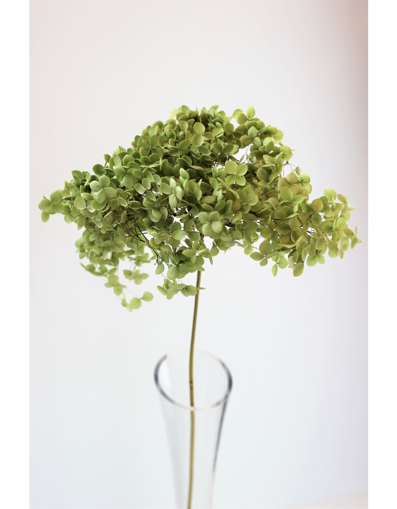 Dried Hydrangeas - Natural Green, 50 cm