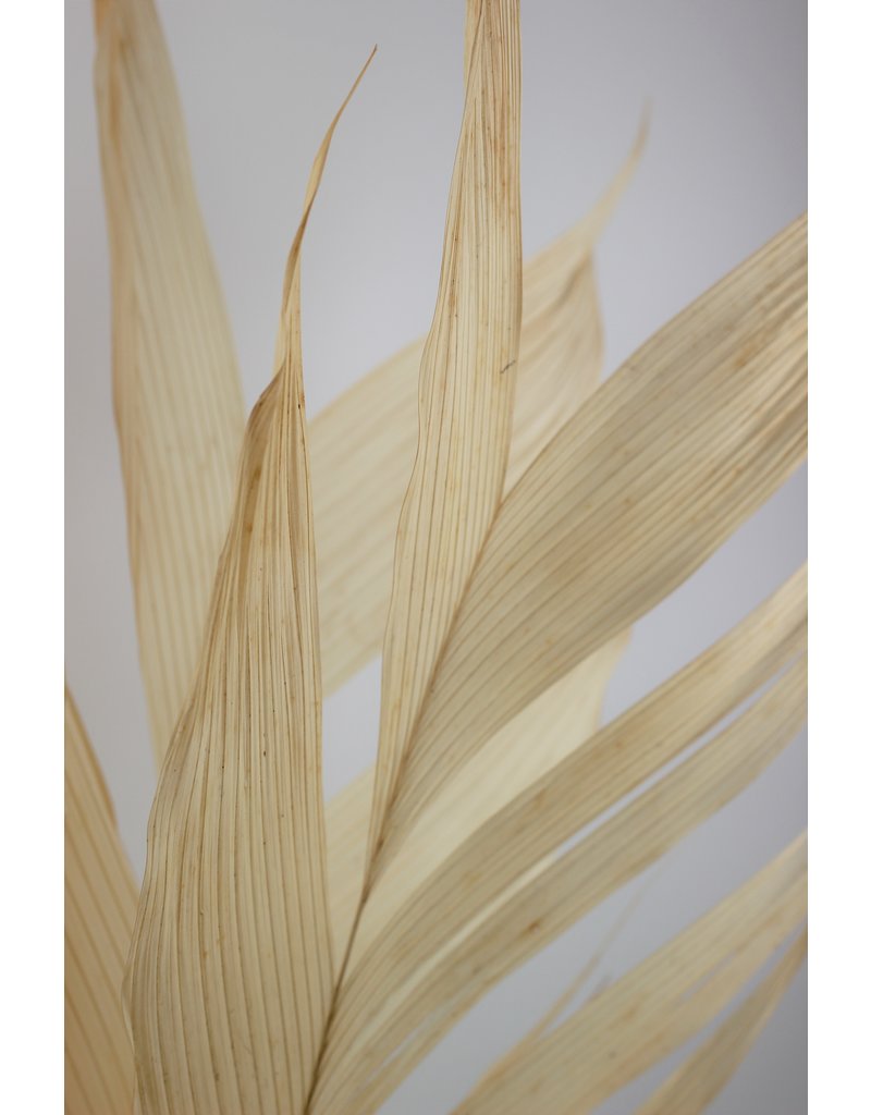 Large Dried Aricana Leaves- Bleached, 5 Stems