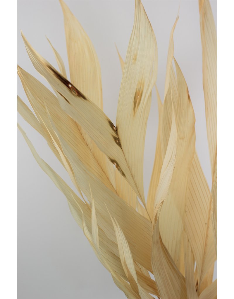 Large Dried Aricana Leaves- Bleached, 5 Stems, 100 cm