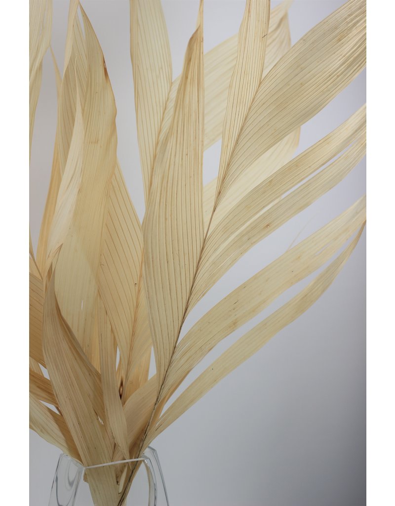 Large Dried Aricana Leaves- Bleached, 5 Stems