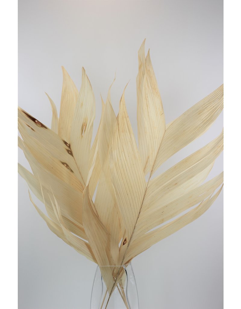 Large Dried Aricana Leaves- Bleached, 5 Stems, 100 cm