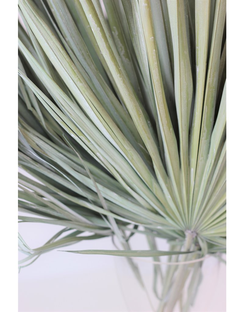 Dried Chamaerops Palm - Frosted Green