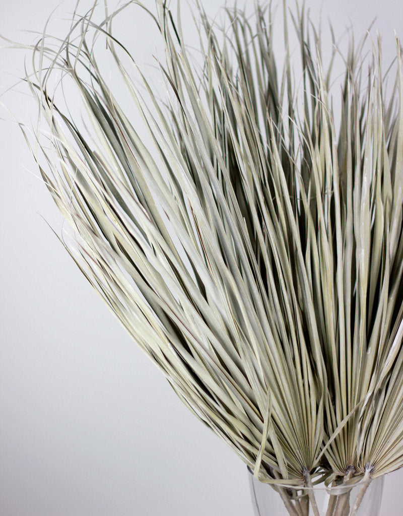 Large Dried Chamaerops Palm - Frosted White, 10 Stems, 70 cm