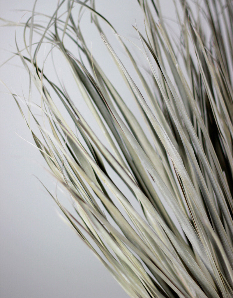 Large Dried Chamaerops Palm - Frosted White, 10 Stems
