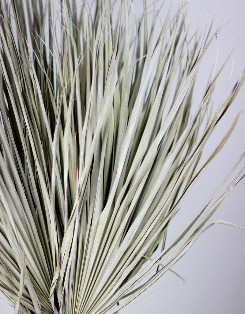 Large Dried Chamaerops Palm - Frosted White