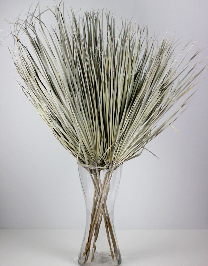 Large Dried Chamaerops Palm - Frosted White Uk