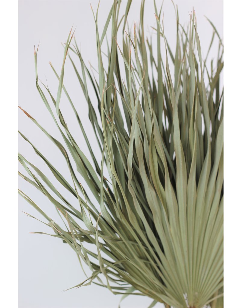 Large Dried Chamaerops Palm - Natural, 10 Stems, 80 cm