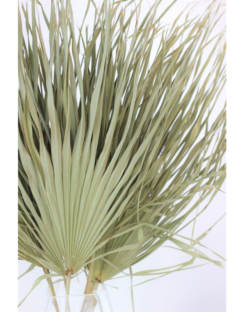 Large Dried Chamaerops Palm - Natural