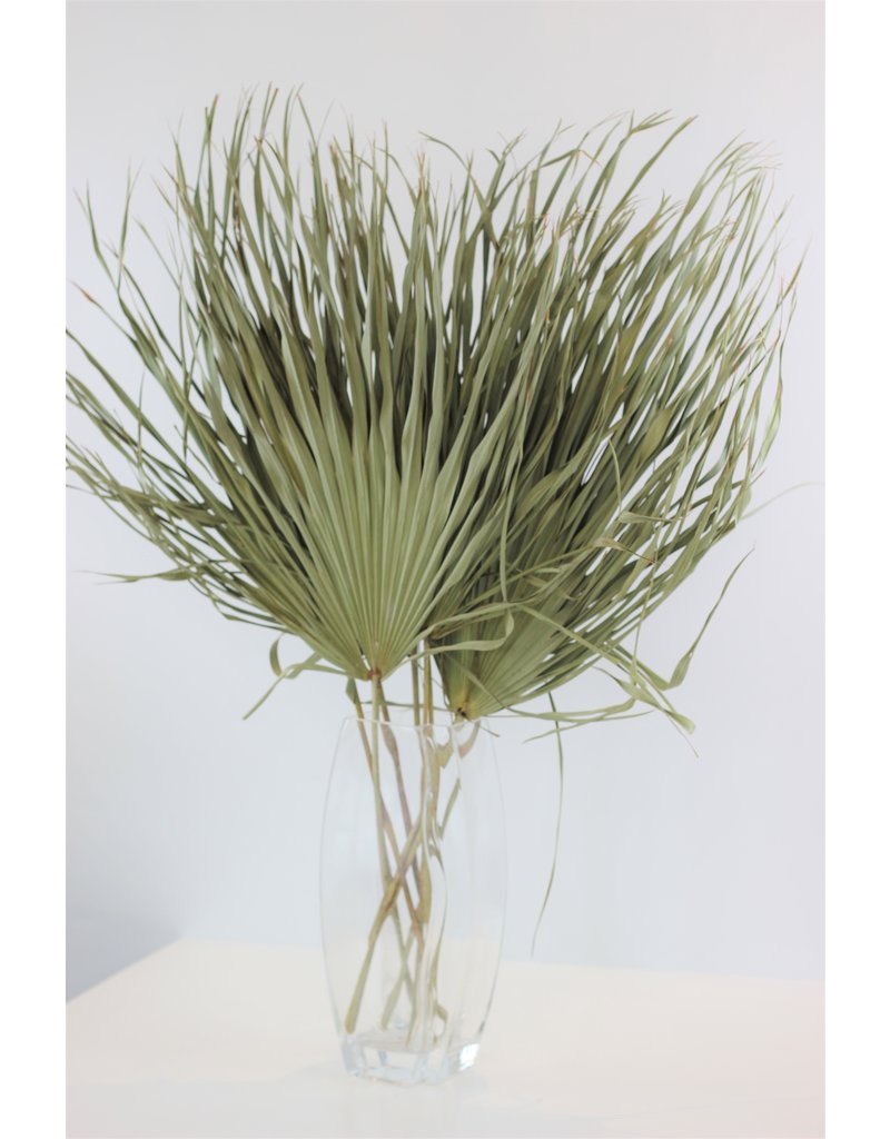 Large Dried Chamaerops Palm - Natural, 10 Stems