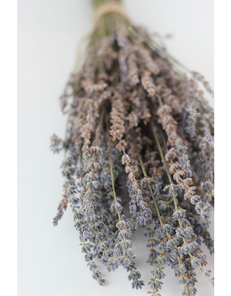 Dried Lavender Light Blue UK