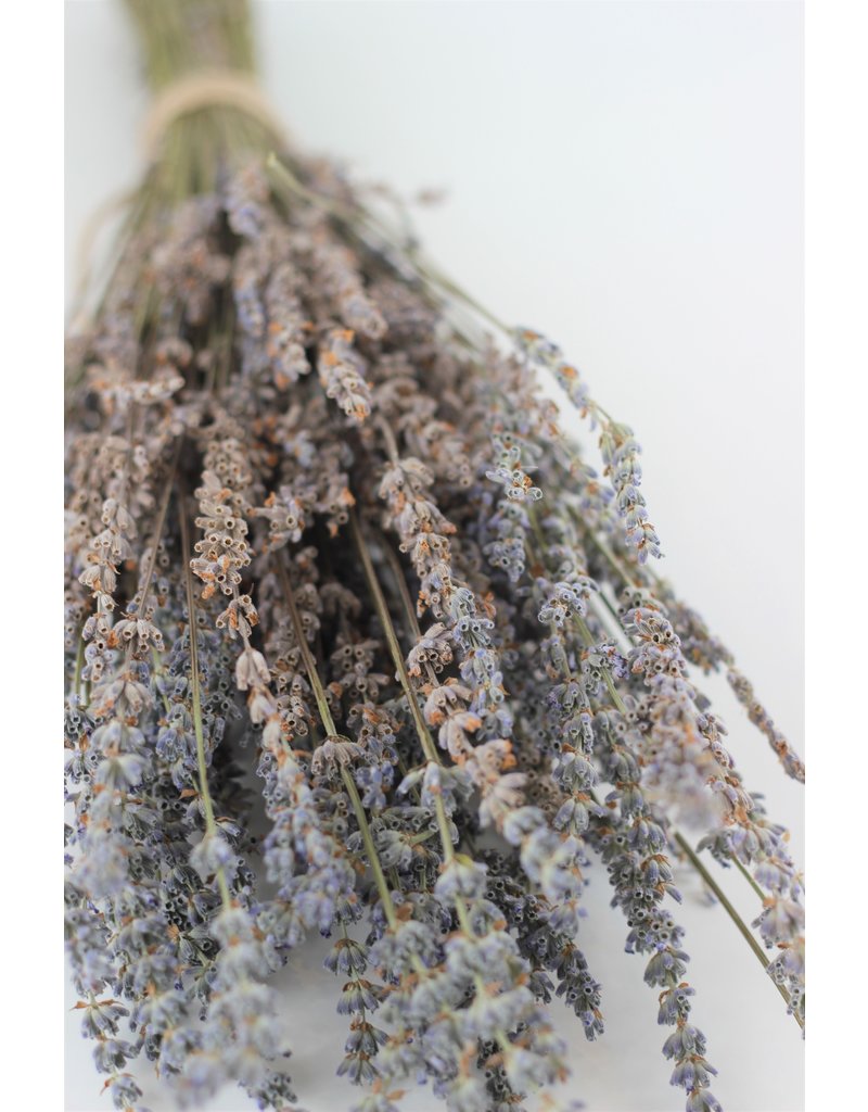 Dried Lavender - Light Blue, 100 grams, 45 cm