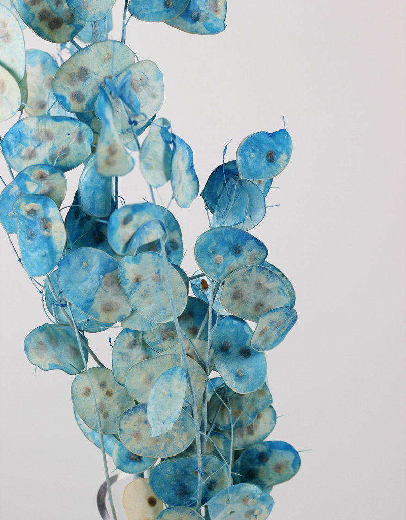 Dried Lunaria - Blue Bunch at best prices in Uk