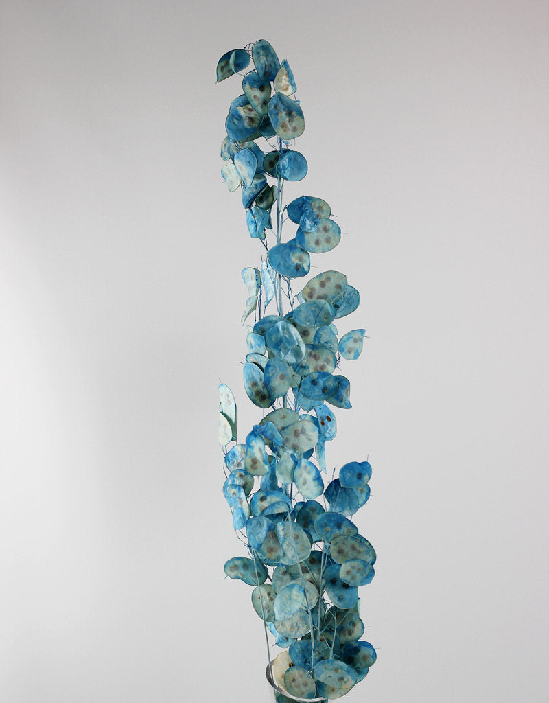 Dried Lunaria - Blue Bunch, 80 cm at best prices