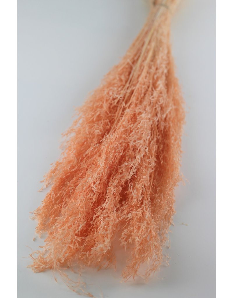 Dried Munni Grass - Salmon Bunch