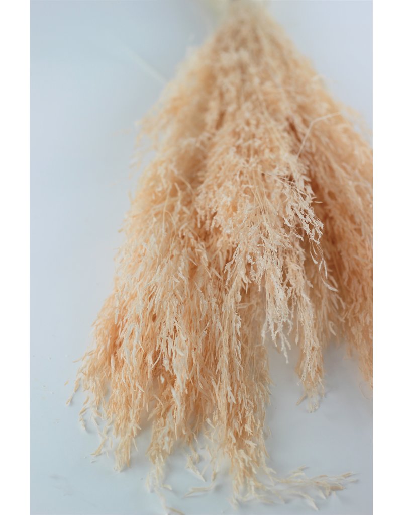 Dried Munni Grass - Beautiful Soft Pink Bunch
