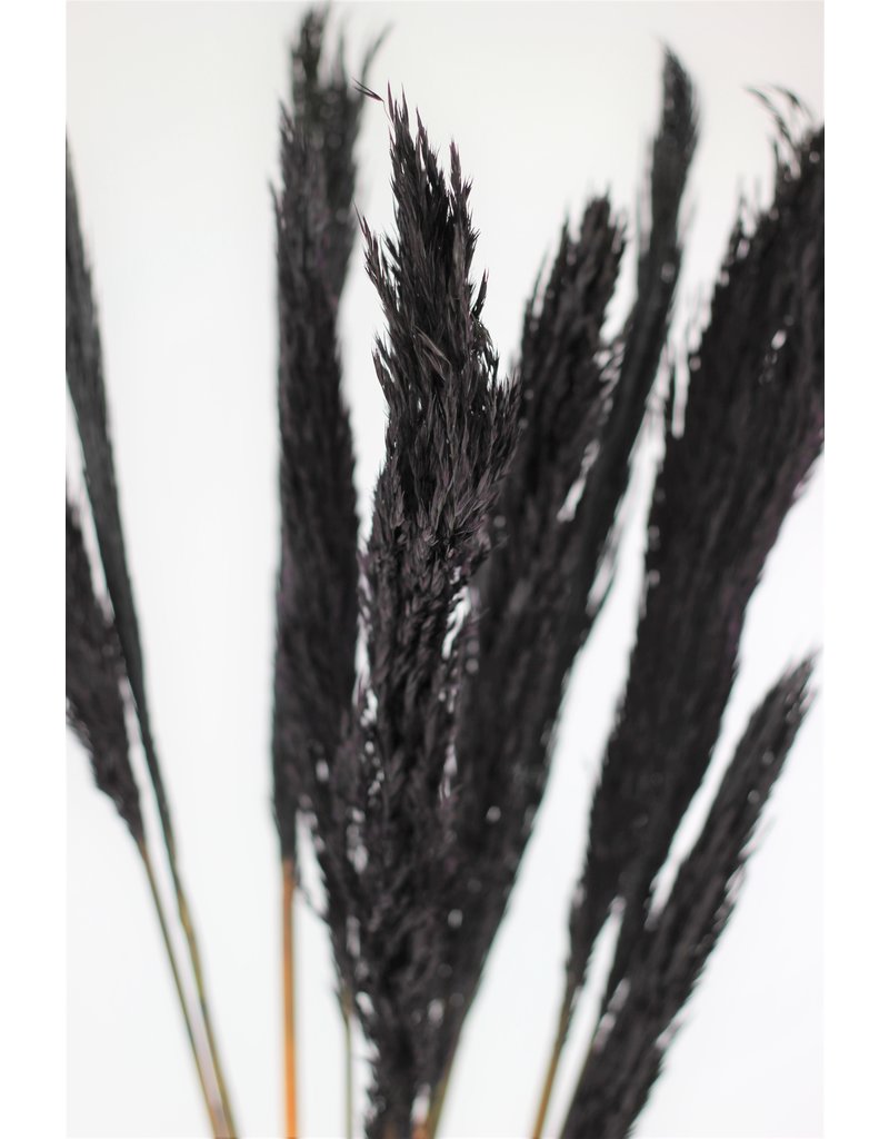 Dried Nanal Grass - Black Bunch