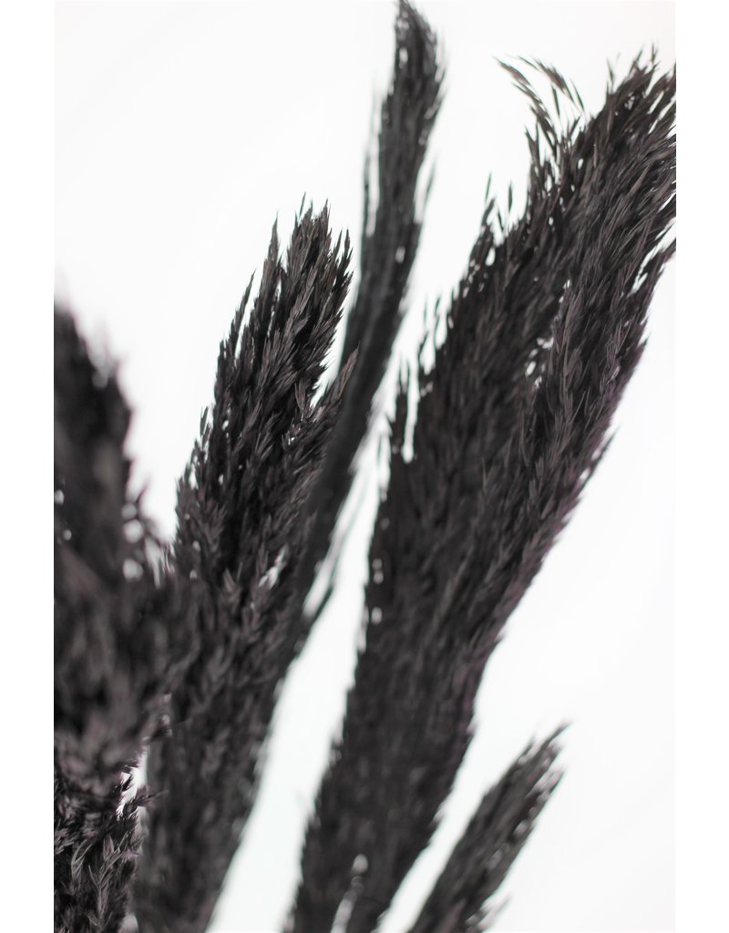 Dried Nanal Grass - Black Bunch, 10 Stems
