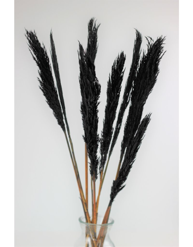 Dried Nanal Grass - Black Bunch, 10 Stems, 70 cm