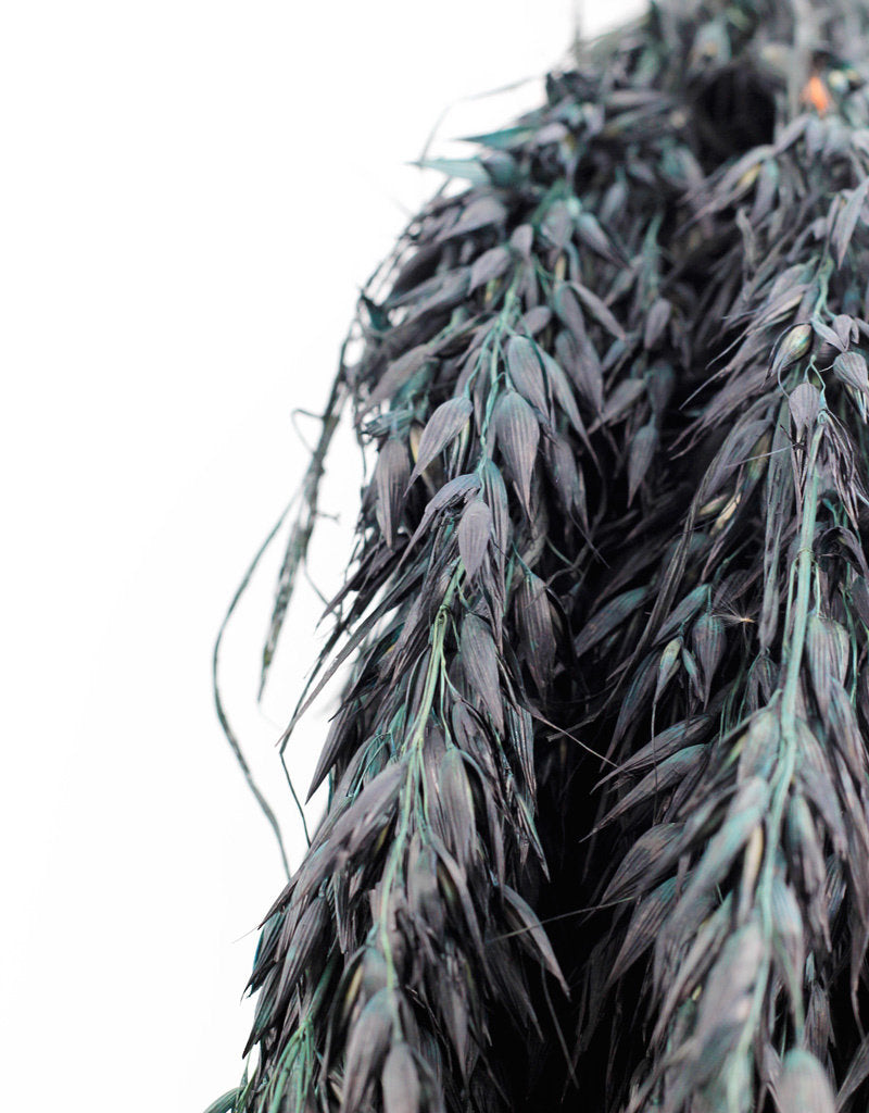 Dried Oat Avena- Green/Black