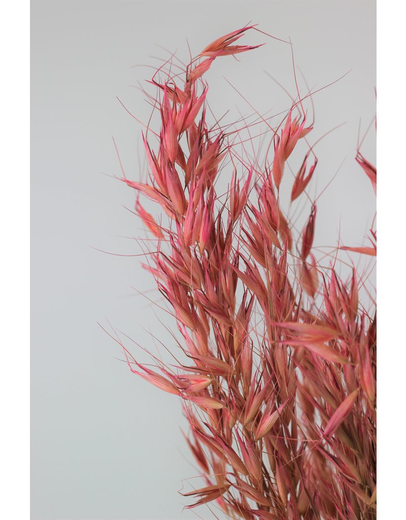 Dried Oat Avena- Wild Pink Bunch