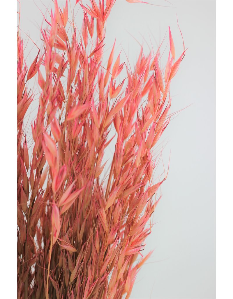 Dried Oat Avena- Wild Pink Bunch, 100 grams