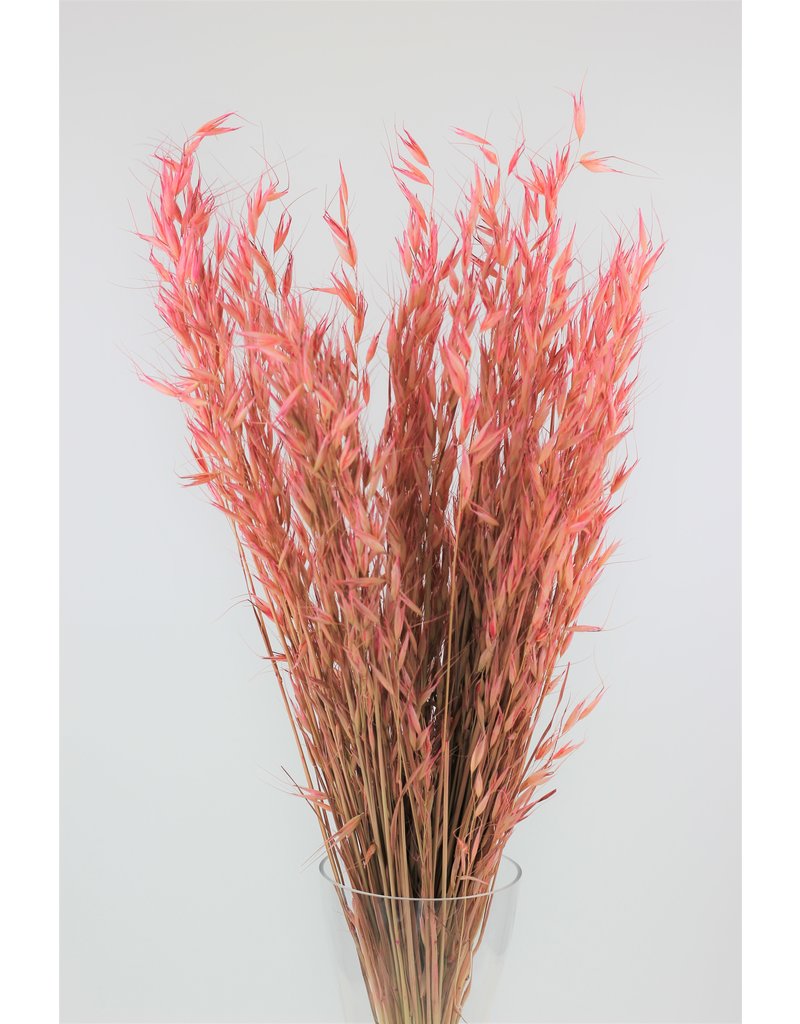 Dried Oat Avena- Wild Pink Bunch, 100 grams, 70 cm