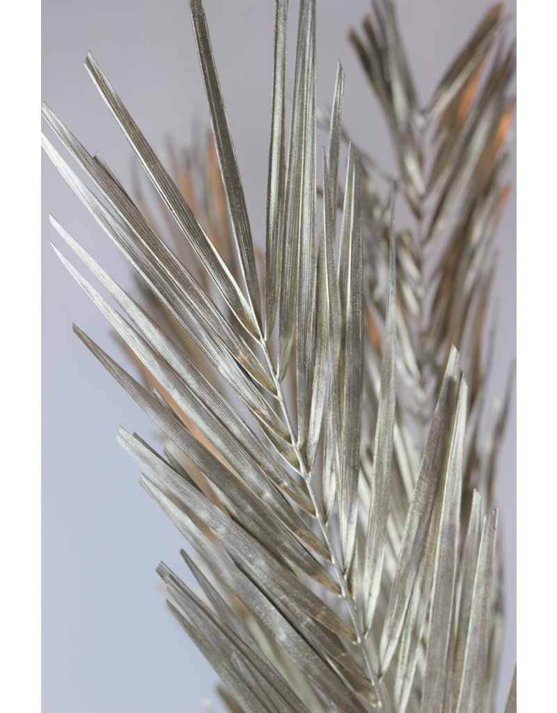 Dried Palm Leaf - Platinum Edition Uk