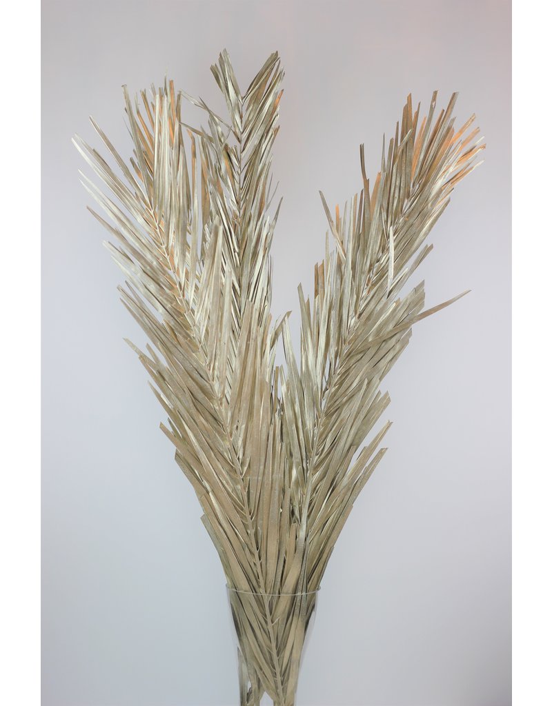 Dried Palm Leaf - Platinum Edition, 5 Stems