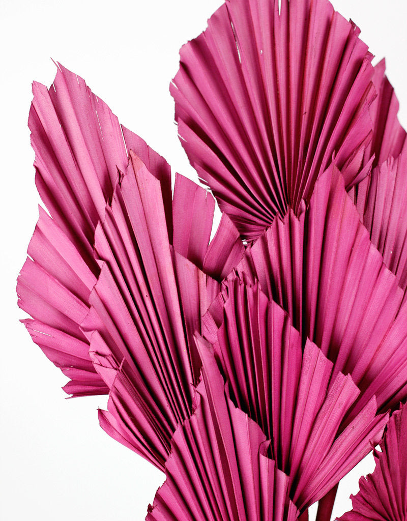 Dried Palm Spears - Cerise Pink, 10 Stems