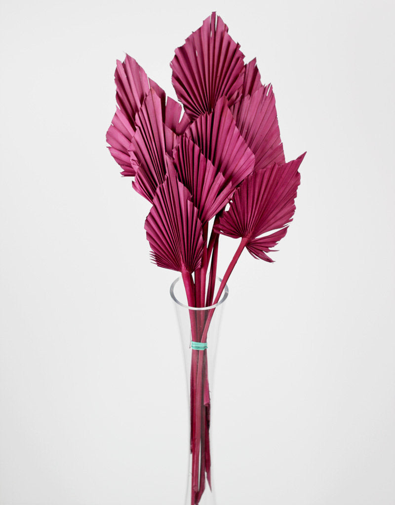 Dried Palm Spears - Cerise Pink, 10 Stems, 50 cm