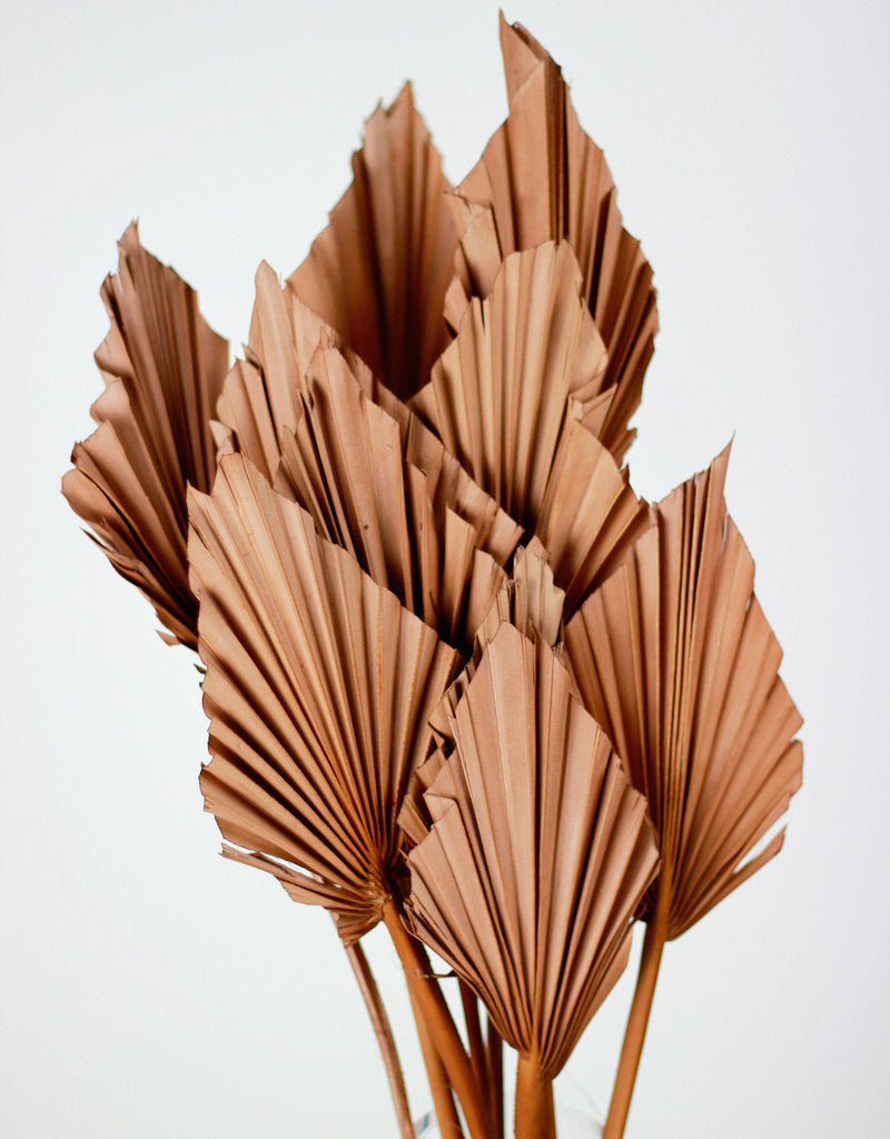 Dried Palm Spears - Choco Brown, 10 Stems, 50 cm