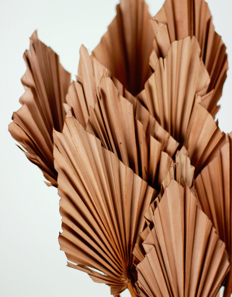 Dried Palm Spears - Choco Brown, 10 Stems